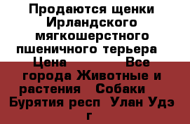 Продаются щенки Ирландского мягкошерстного пшеничного терьера › Цена ­ 30 000 - Все города Животные и растения » Собаки   . Бурятия респ.,Улан-Удэ г.